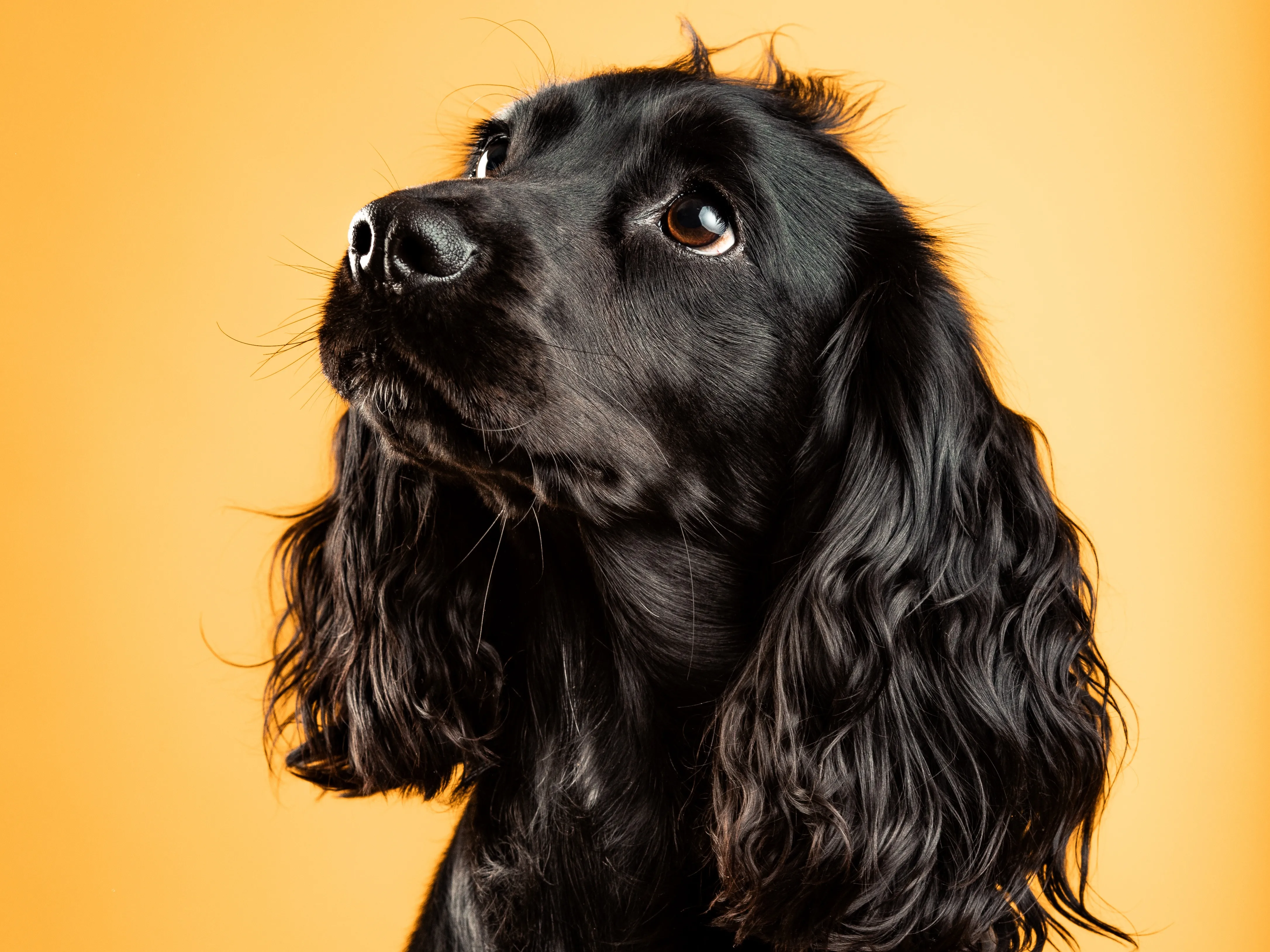 DES PORTRAITS ET DES POILS