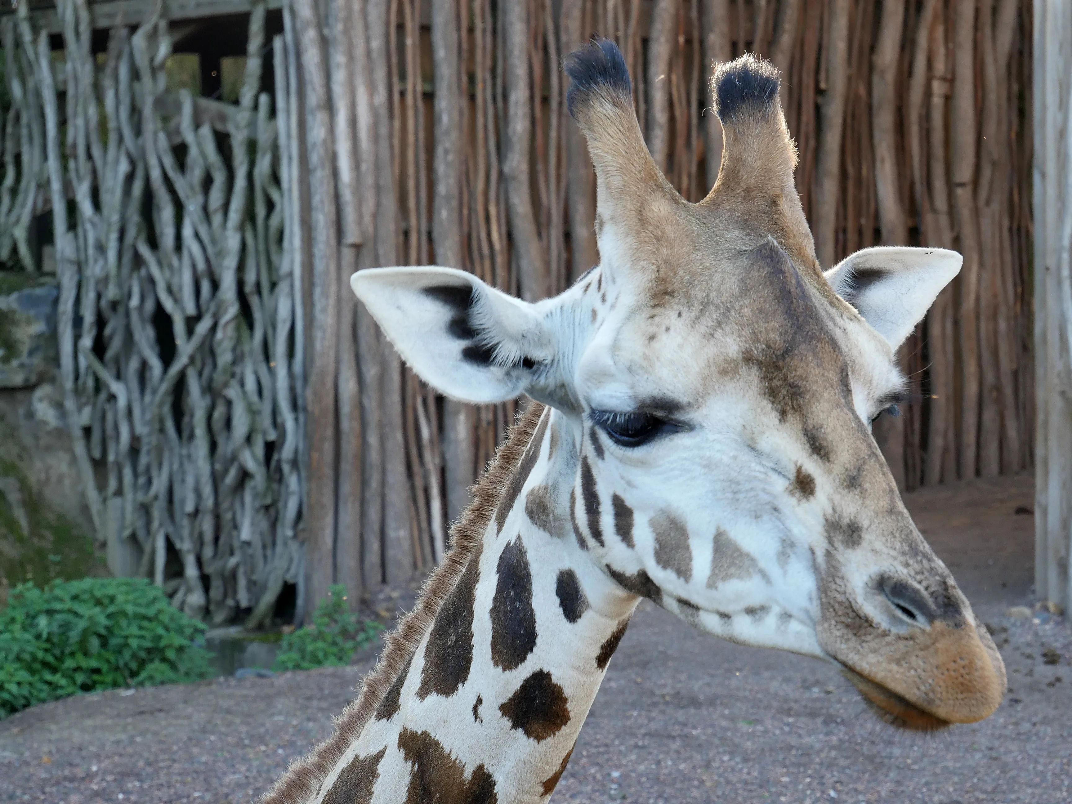 LES GIRAFES BIENTÔT DE RETOUR