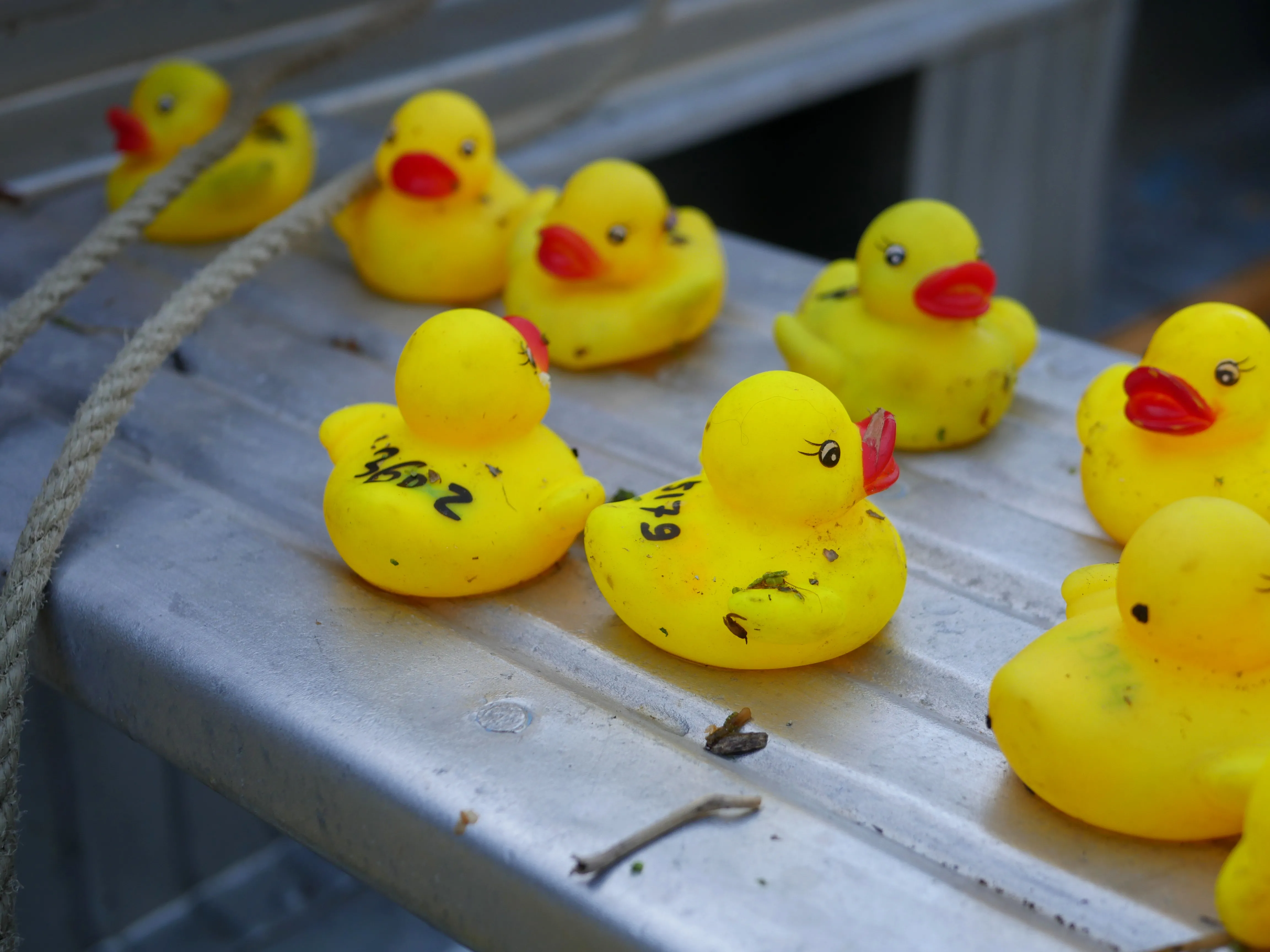 DES CANARDS POUR LA BONNE CAUSE
