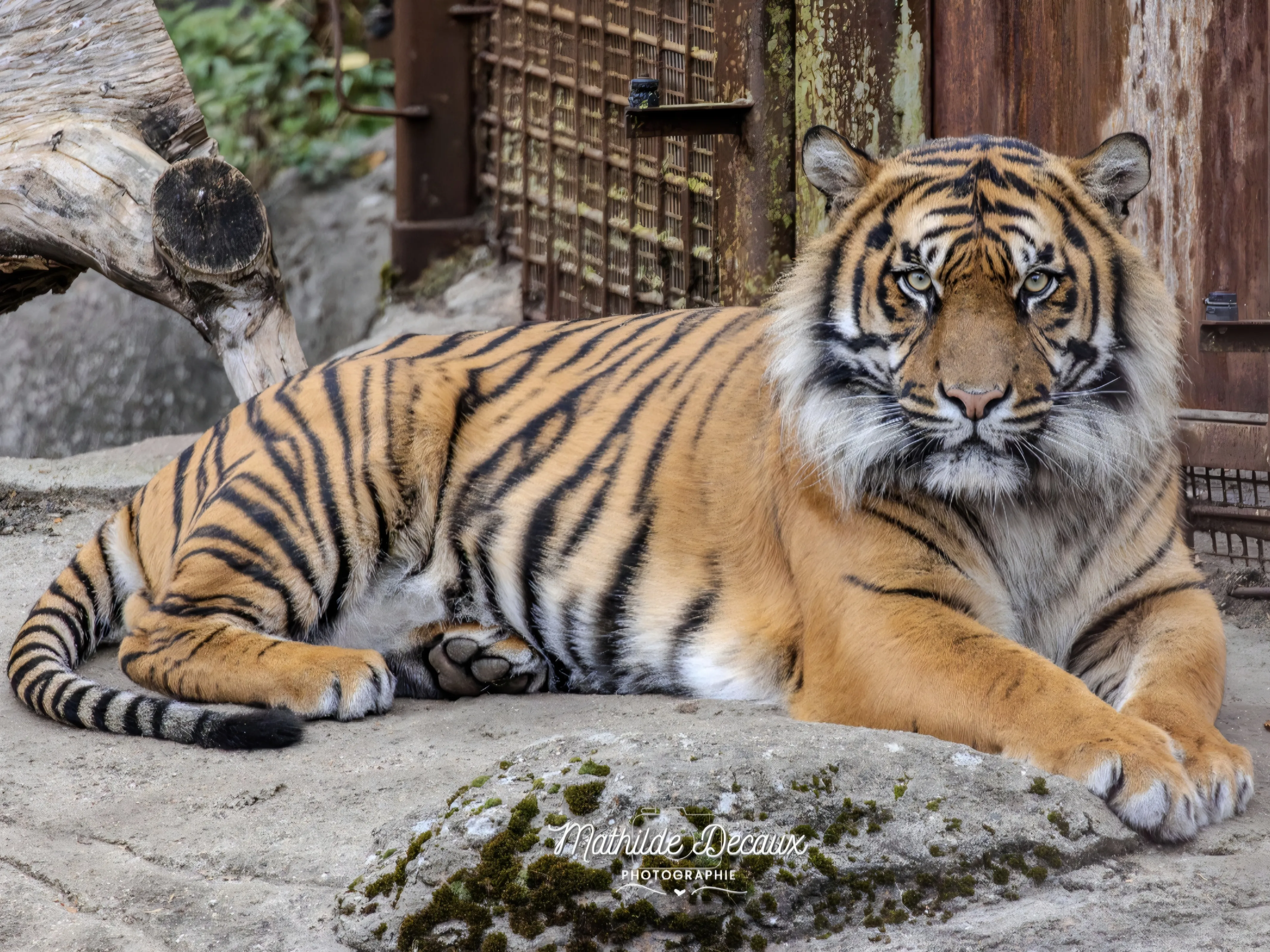 SUR LES TRACES DE PASAÏ