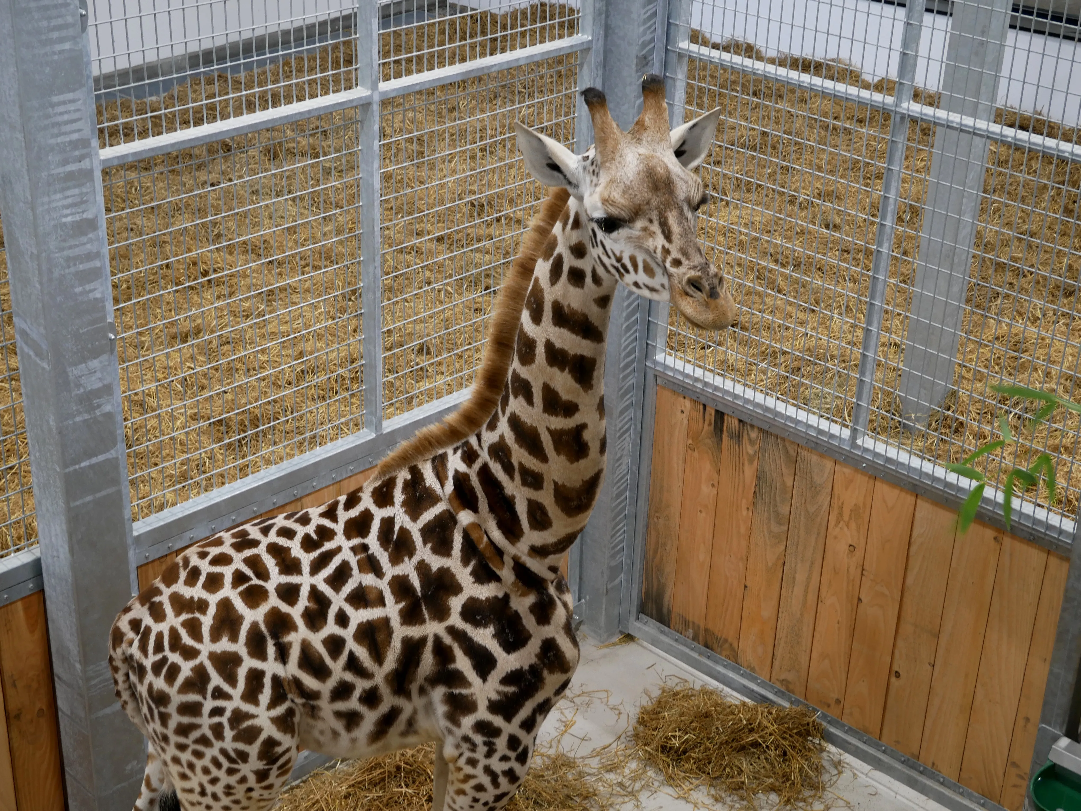 NOS BELLES GIRAFES SONT ARRIVÉES