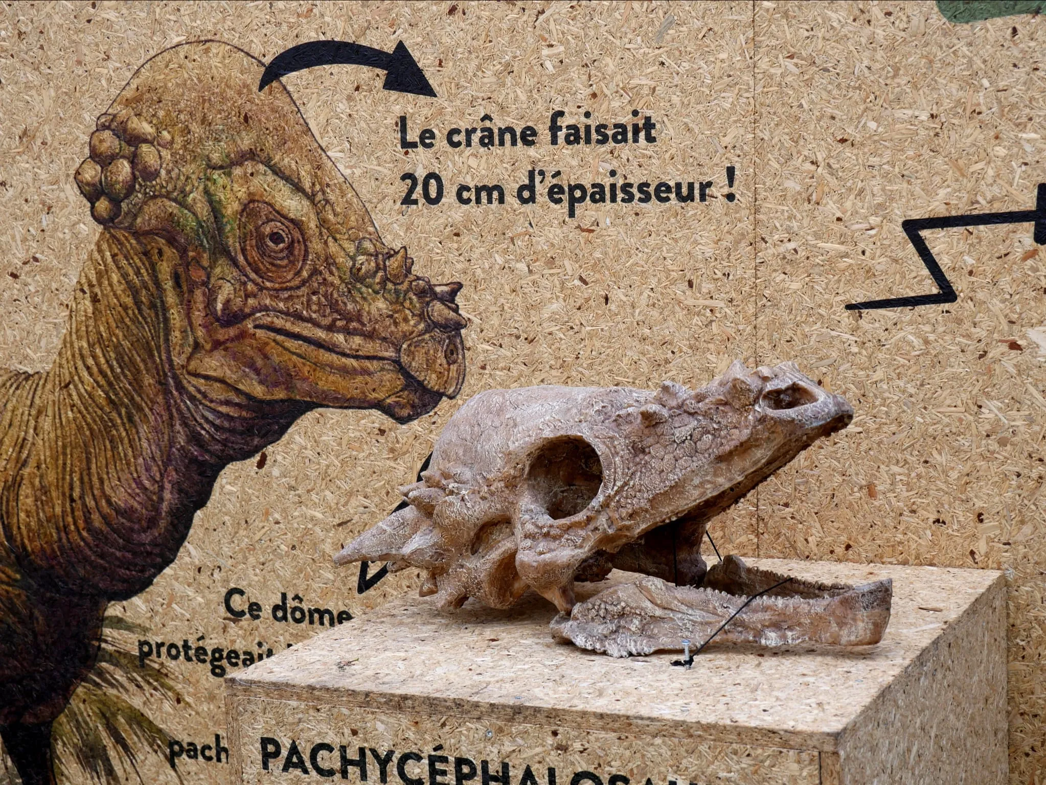 DES DINOS AU ZOO